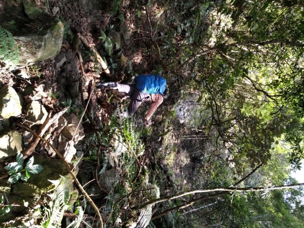 ▲鵝公髻山西南南峰,鵝公髻山西南峰,鵝公髻山,鳥嘴山1539978