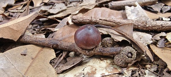 2026/03/15 白冷山步道3016803