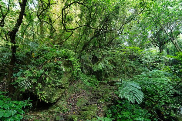 新北 石碇 西帽子岩、炙子頭山、溪邊寮山2551942