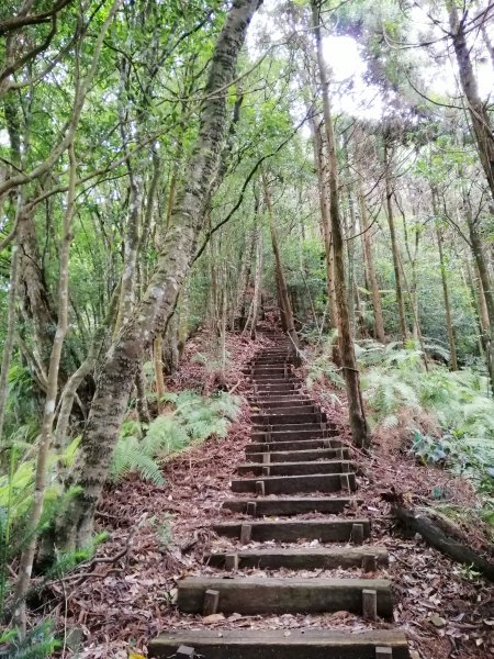 優美林相森林浴橫嶺山自然步道(木馬古道)739082