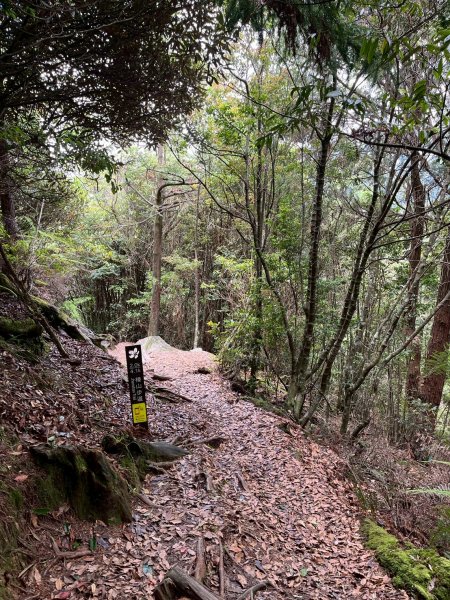 新竹 五峰 觀霧國家森林遊樂區 大鹿林道西線 榛山步道2811403