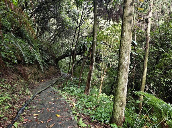 [皮皮獅動物派對-04/10] 2026_0823 騎龍古道3121556