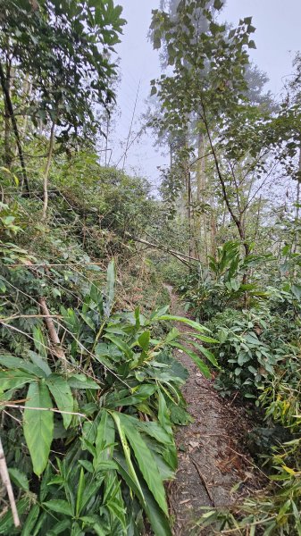 【登頂小百岳；見證九二一】解鎖第57座小百岳，編號047九份二山 🏔️2952081