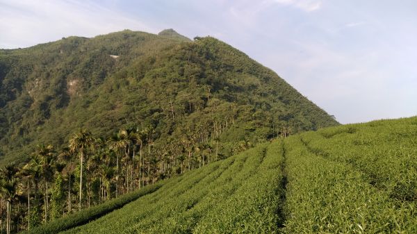 後棟仔山+挑筍古道+大尖山345543