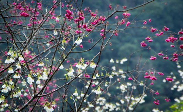 哈盆古道-植物生態紀錄攝影團810155