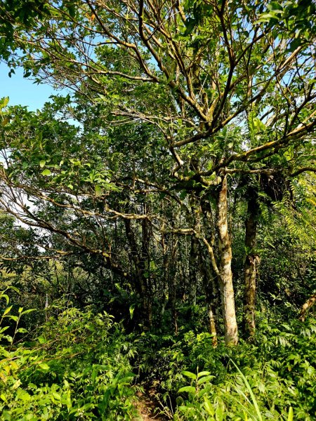 女仍山-小百岳#79-屏東縣獅子鄉2732112