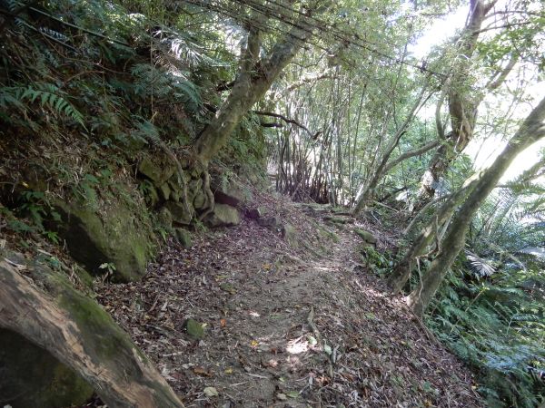 五指山古道+新山夢湖步道O型381689