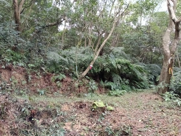 基隆市三層山+湳子大崙+淡基橫斷古道+面桶寮土地公2982217