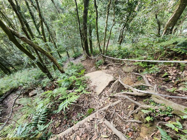 20250105鵝公髻山雲霧步道2726337