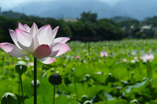 【新聞】東勢林業文化園區暑假期間不打烊 夏日賞荷好去處