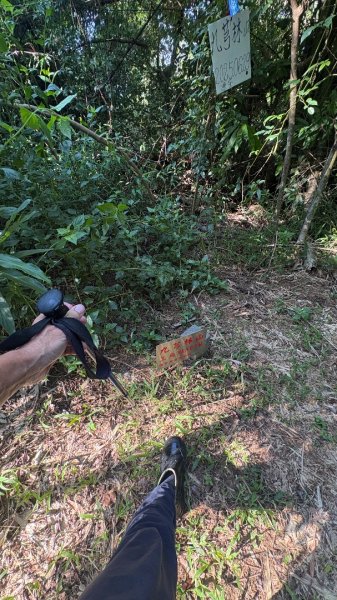 美濃雙溪樹木園（九芎林山2905635