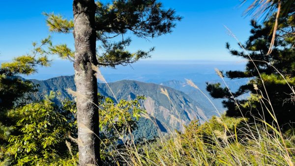 1101211大雪山230林道9.2k/雪山西稜登山口1546385