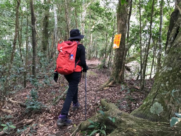 南庄向天湖環山步道256167