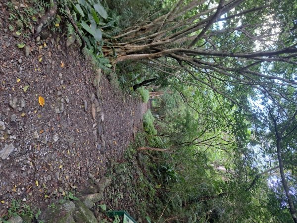 小百岳集起來立霧山登山步道，初音山步道3113459