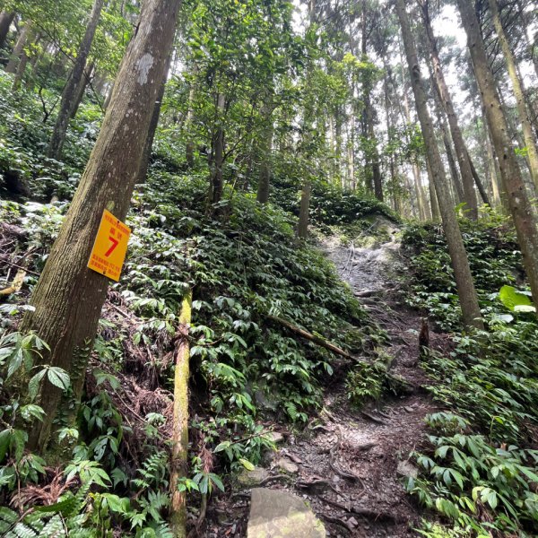 20250421_向天湖山步道（苗栗小百岳）2855807