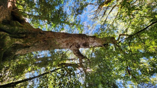 【中級山縱走】羅馬縱走，走進神木的夢幻童話森林世界2943209