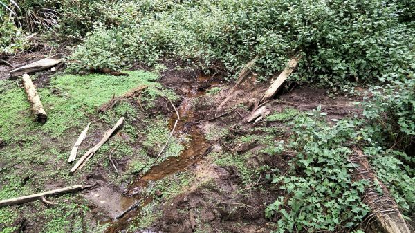 金柑樹山&忘憂森林步道20171023193215