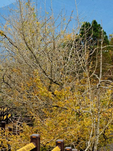 大崙山銀杏森林2966081