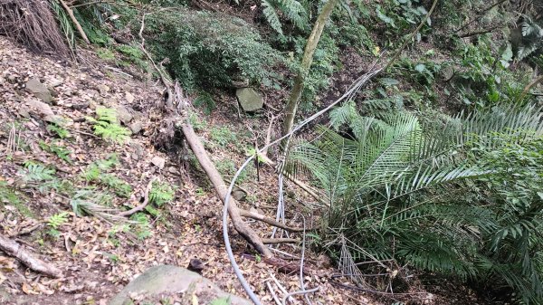 20260220大慈寺參拜道-四十基石-中正山-中正山東南峰3002839