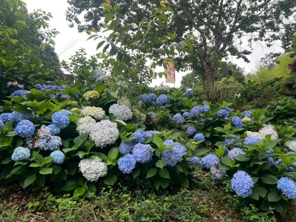 嵐山再古坑。五元兩角 木馬古道2806237