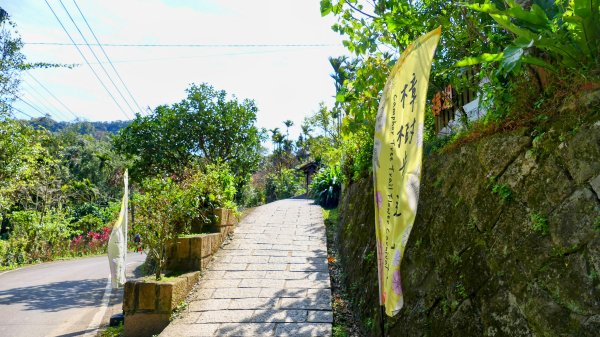 《踏莎行・貓空魯冰花》2710660