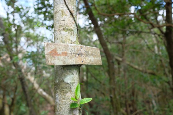 桃園復興區  東卡O縱2823840