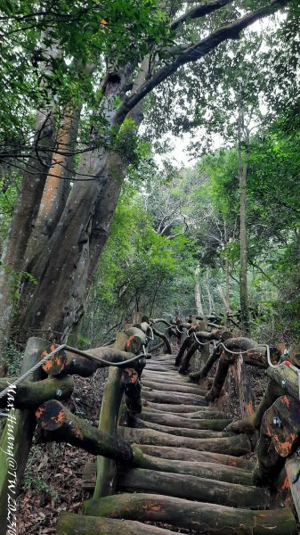 《台中》黑松山雞｜大坑5-1號上5號步道下202310292330709