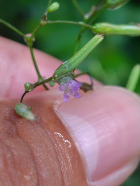 再訪雙林山、杜仔湖步道、雙子山2817919