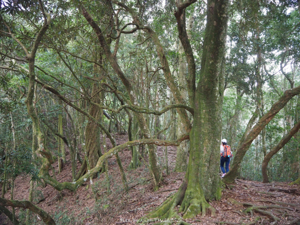 《台中》谷關七雄｜屋我尾山(雪山線)