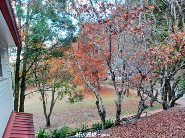 【南投仁愛】光影下的森林療育。 奧萬大國家森林遊樂區步道群2973066