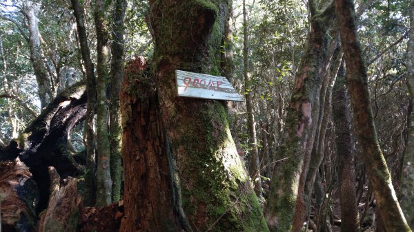 2020.03.08塔曼山872663