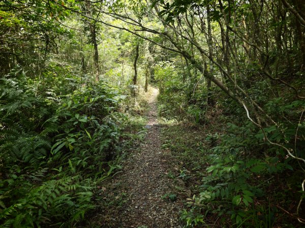 [淡蘭古道] 2026_0524 南路第四段_四堵古道(下)-四堵苗圃步道3070024