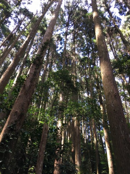 加里山登山步道之旅719238