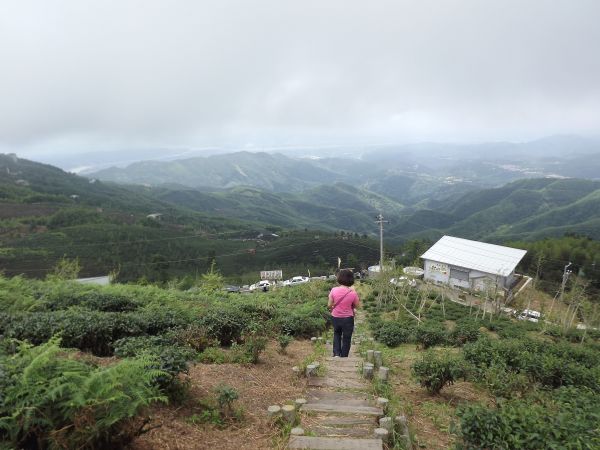 20170627 銀杏森林 大崙山茶園214142