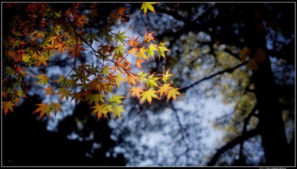 台灣六種原生〖槭〗：你賞的楓紅是什麼槭？