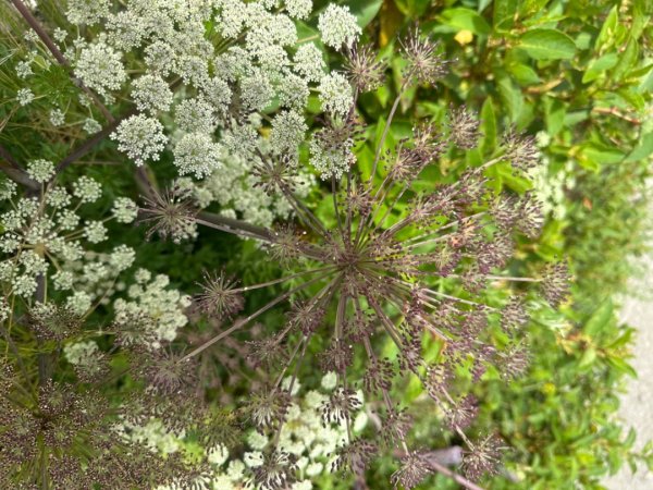 合歡山群峰（南峰、石門山、尖山、東峰）2626650