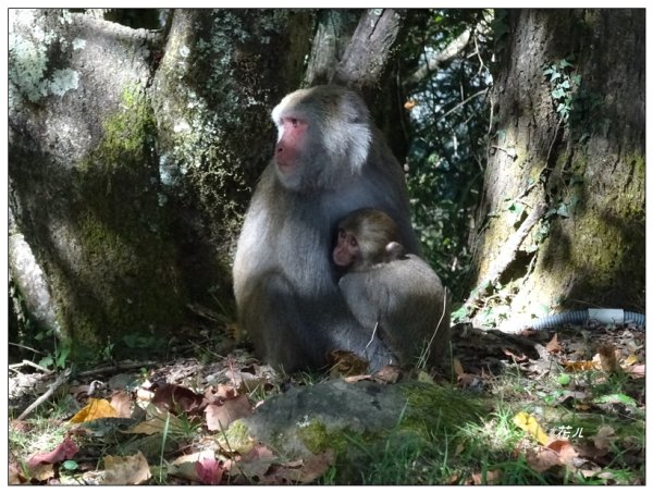 麟趾山步道2397288