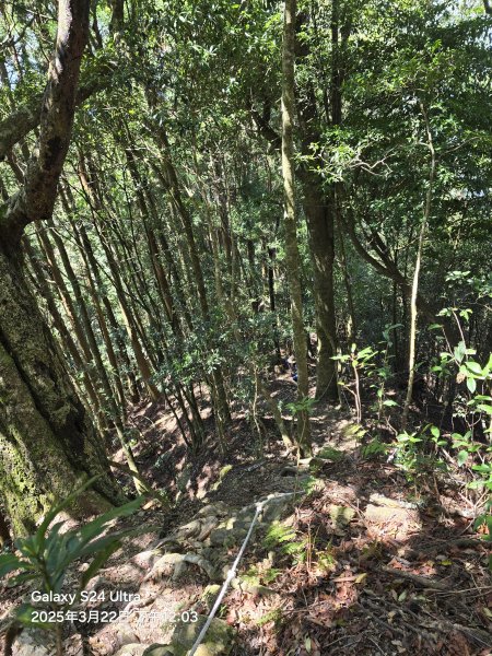 2025-03-22油羅山步道2743418