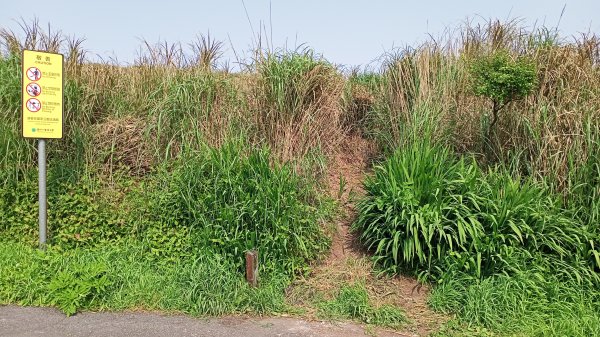 【臺北大縱走 2】【台北-臺灣百大必訪步道】視野遼闊的大屯山主峰，風景秀麗的頂湖海芋步道、水車寮步道1340319