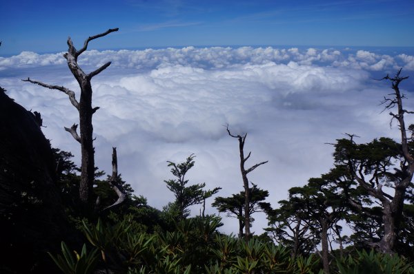 無與倫比的臺灣鐵杉與雲海～北大武山1125136