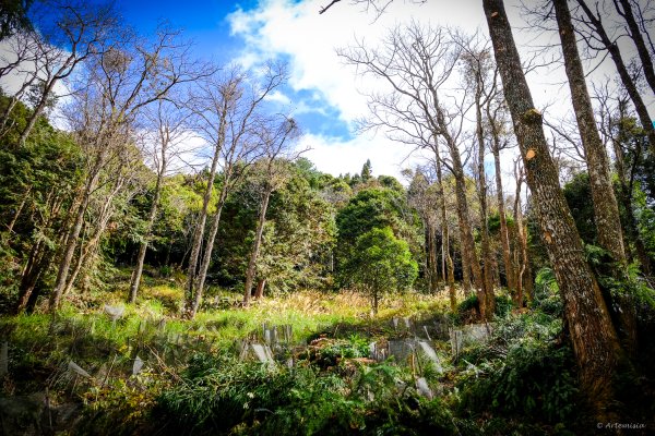 [冬訪大霸聖山岳參行]-大鹿林道東線榆金楓紅與九九山莊精選輯2974722