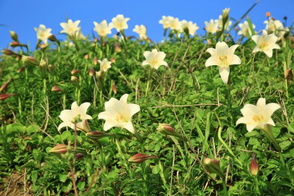 初夏北海岸的山花亂舞-麟山鼻的台灣百合125474