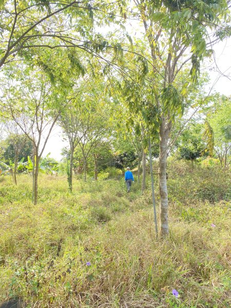 台南基石巡禮-中坑.中寮.台豬厝.洋子寮.隙子口.山子頂.牛稠埔.內庄.大山.三見山.斗六山.臥牛山2458656