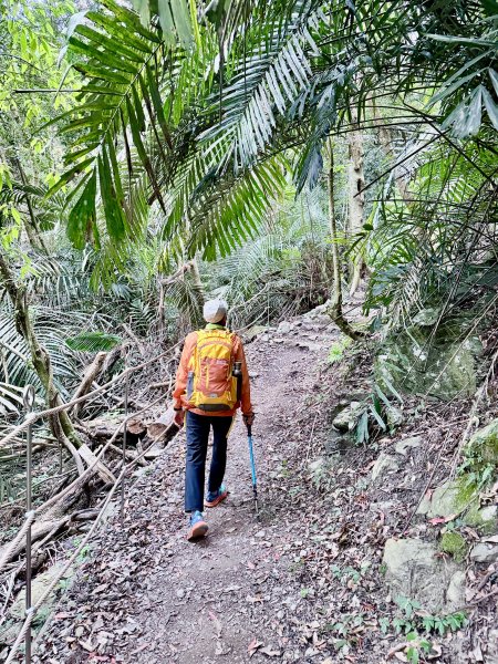 雪山坑步道悠遊順訪雪山坑山(再訪)  2025.12.32953731