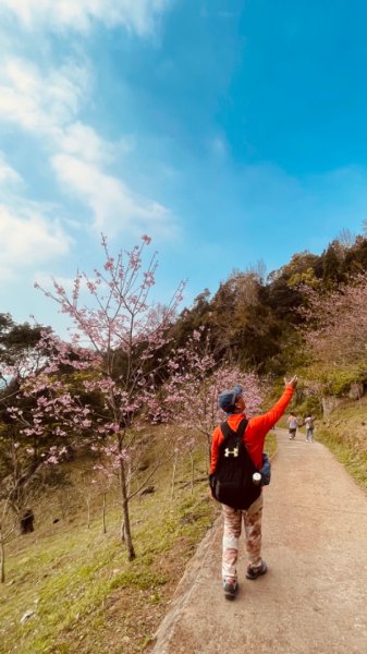 復興鄉悠然秘境櫻花🌸林野餐🧺2723023
