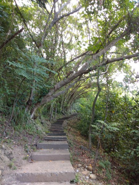 步道巡訪員 l 鯉魚山步道七月巡訪日誌1050331