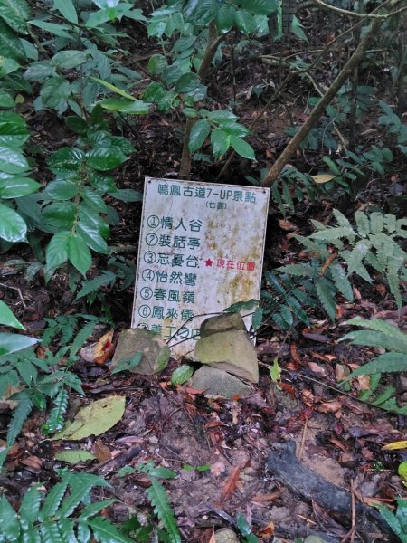 鳳鳴古道 鳳鳴山 南隘勇（南長城）古道 三湖山 八達嶺（龍骨）古道 綠色古道 延平古道2975208