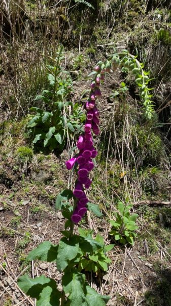 楠梓仙溪上南玉山1373064