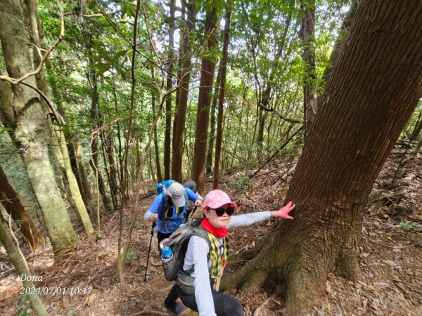 林相優美的油羅山，細數蟬鳴鳥叫2546801