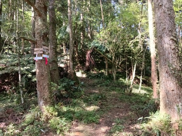 雙溪區坪溪古道-蛇仔崙-鶯子嶺-太和山-蛇子頭觀景台-梗枋越嶺古道鞍部-坪溪古道O型3029750